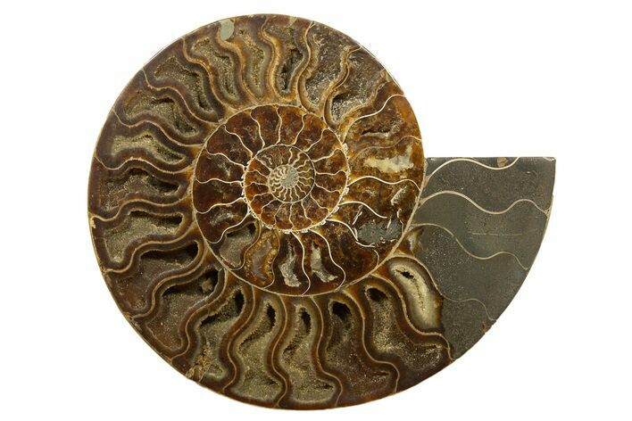 Huge, Sliced Ammonite Fossil (Half) - Crystal Filled #317429